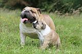 BULLDOG ANGLAIS 011